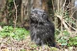 PETIT CHIEN LION 306